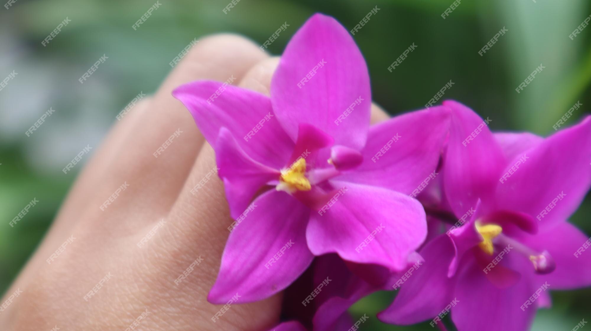 Spathoglottis plicata, esta flor comumente conhecida como orquídea  terrestre filipina, flor roxa. | Foto Premium