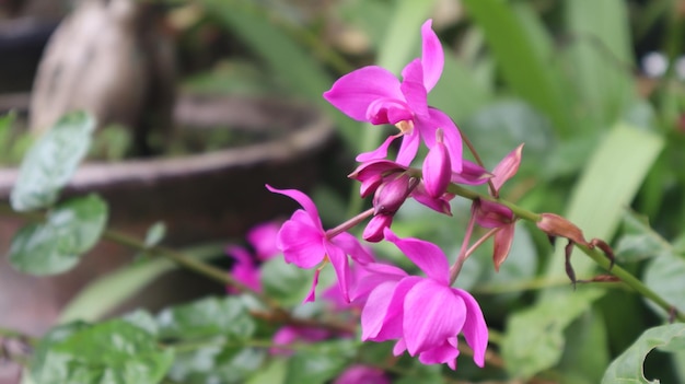 Spathoglottis plicata, esta flor comumente conhecida como orquídea terrestre filipina, flor roxa.