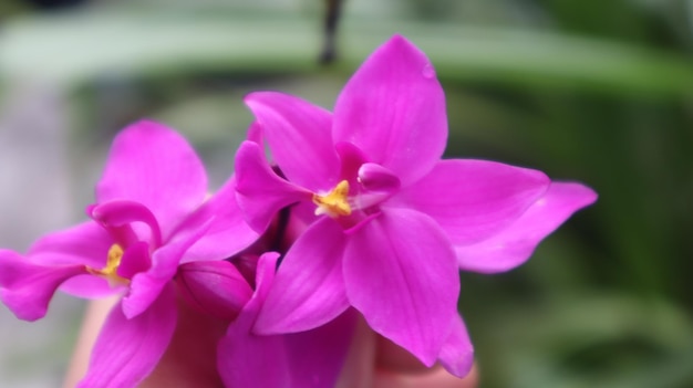 Spathoglottis plicata, esta flor comúnmente conocida como la orquídea terrestre filipina, flor morada.