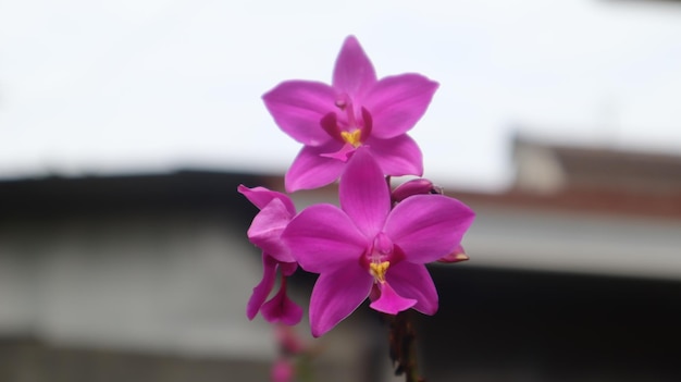 Spathoglottis plicata, esta flor comúnmente conocida como la orquídea terrestre filipina, flor morada.