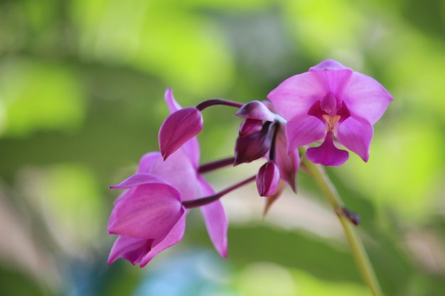 Foto spathoglottis plicata o suelo púrpura flor de orquídea con fondo borroso