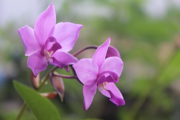 Foto spathoglottis plicata o suelo púrpura flor de orquídea con fondo borroso