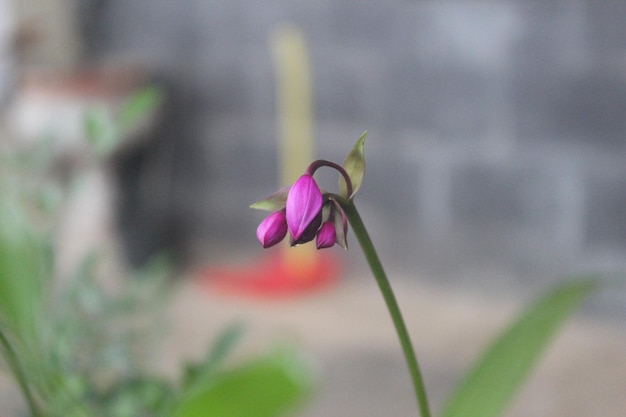 Spathoglottis plicata o suelo púrpura Flor de orquídea con fondo borroso