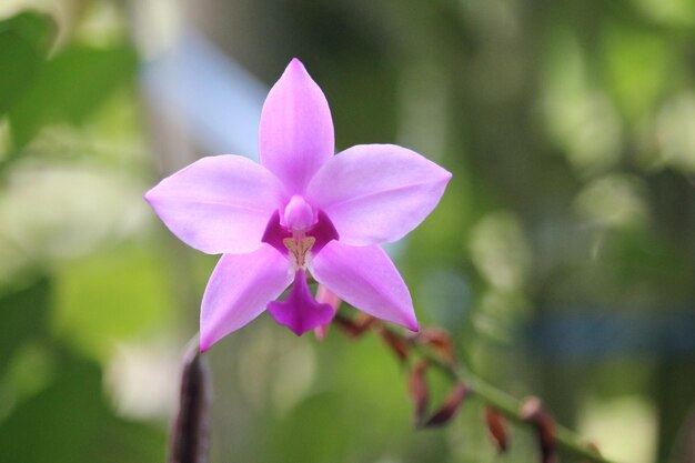 Foto spathoglottis plicata o suelo púrpura flor de orquídea con fondo borroso