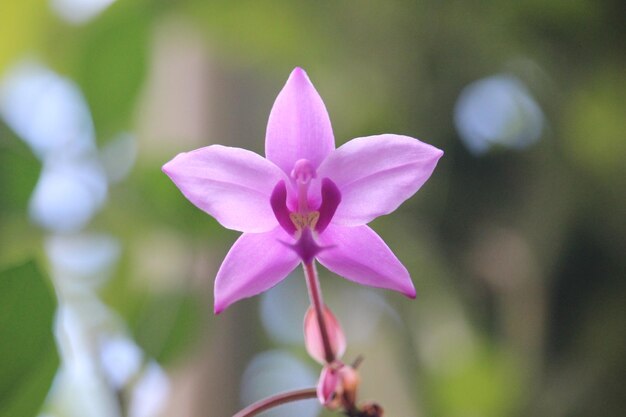 Foto spathoglottis plicata o suelo púrpura flor de orquídea con fondo borroso