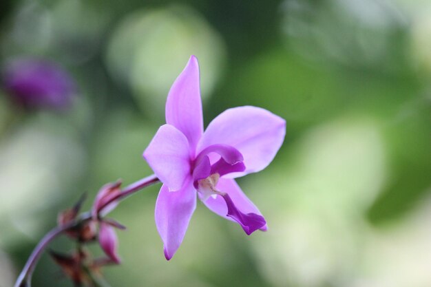 Foto spathoglottis plicata o suelo púrpura flor de orquídea con fondo borroso