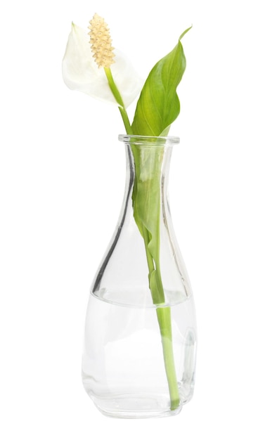Spatiphyllum-Blume in einer Vase