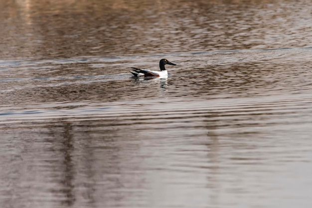 Spatula clypeata - La cuchara común, es una especie de ave anseriforme de la familia Anatidae