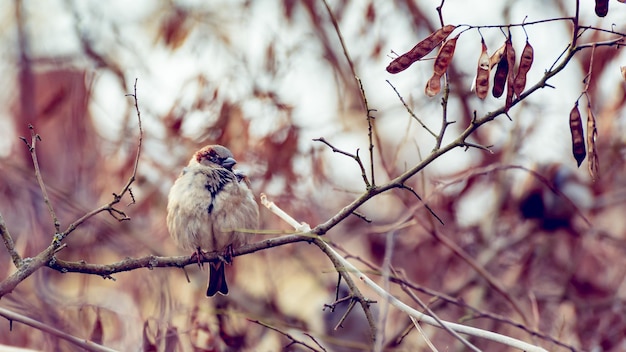 Spatz auf Ast