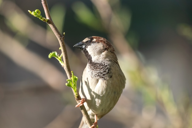 Spatz auf einem Ast