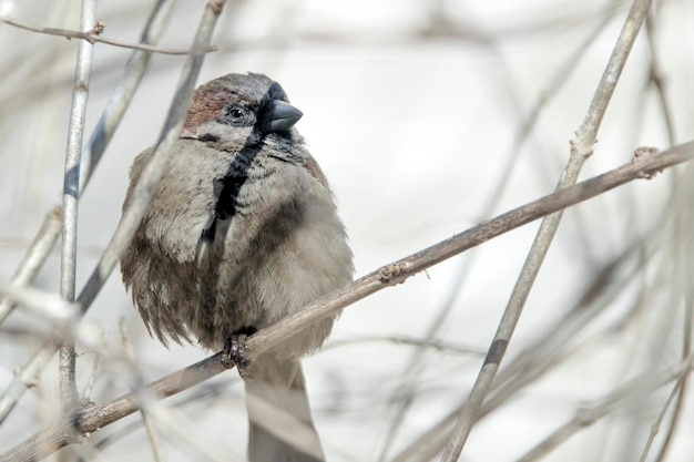 Spatz auf einem Ast