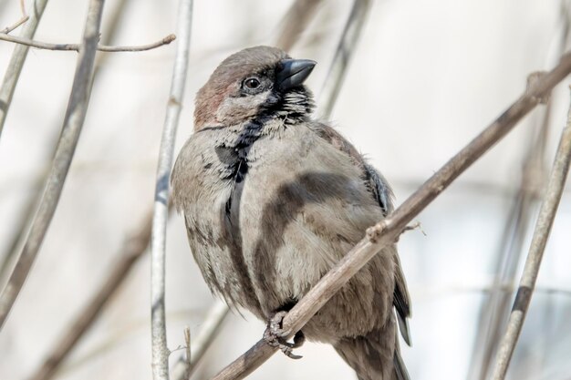 Spatz auf einem Ast