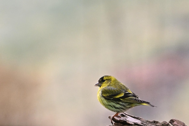 Spatz auf einem Ast