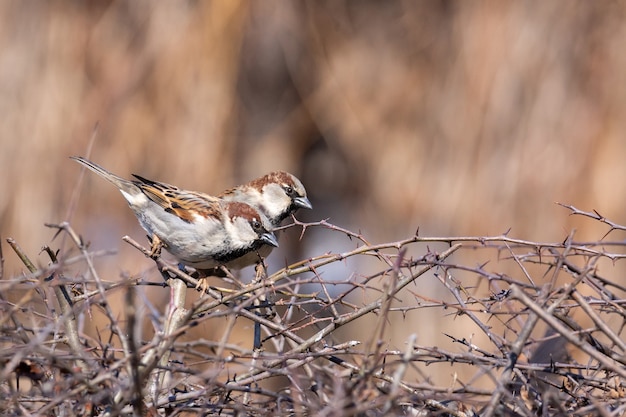 Spatz auf einem Ast