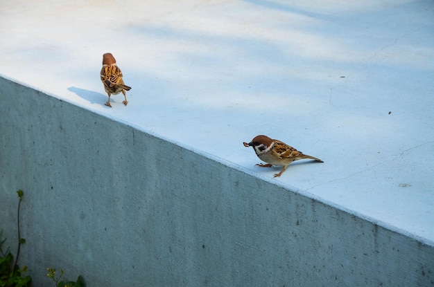 Spatz, der durch die Wand steht