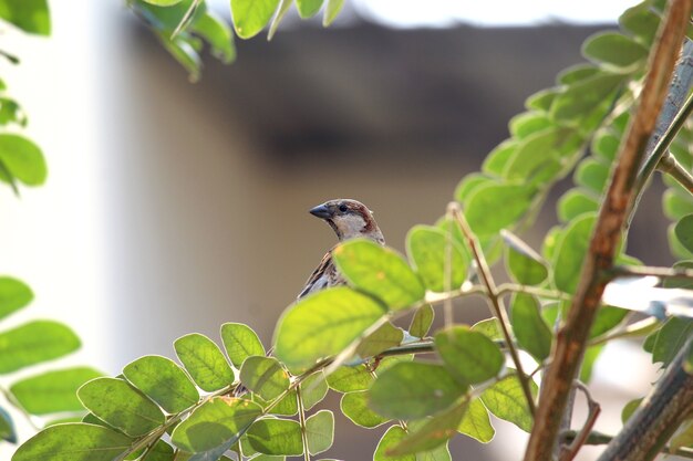 Spatz, der oben schaut