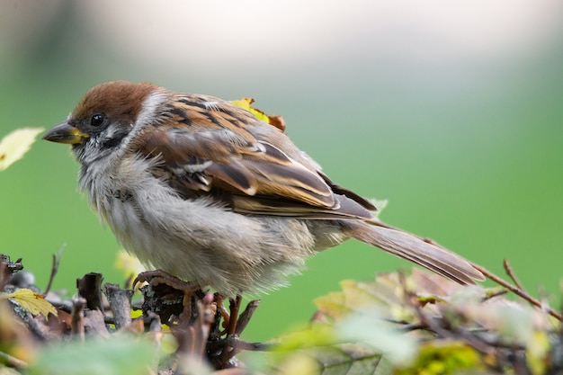 Spatz im Gebüsch