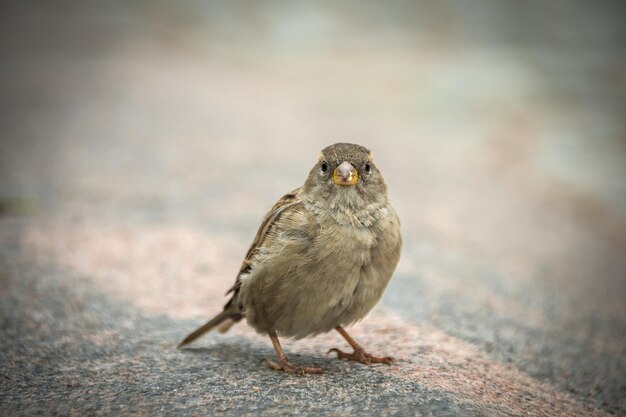 Spatz in der Stadt auf dem Asphalt