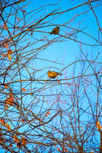 Spatz mit zwei kleinen Vögeln, der auf Niederlassungen gegen einen hellen blauen Himmel sitzt