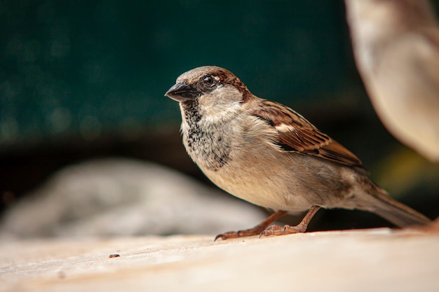 Spatz mitten in der Natur in der Dominikanischen Republik