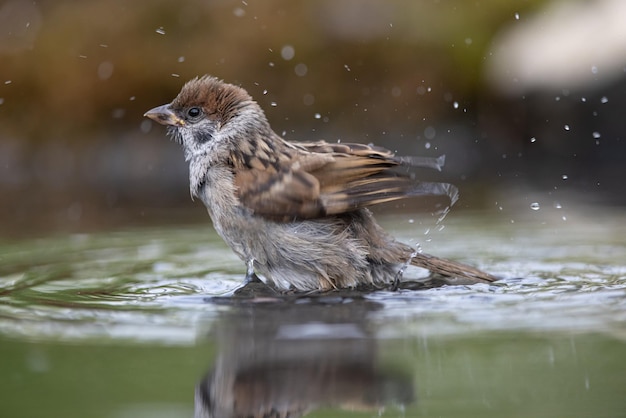 Spatz Passer domesticus ein junger Spatz badet