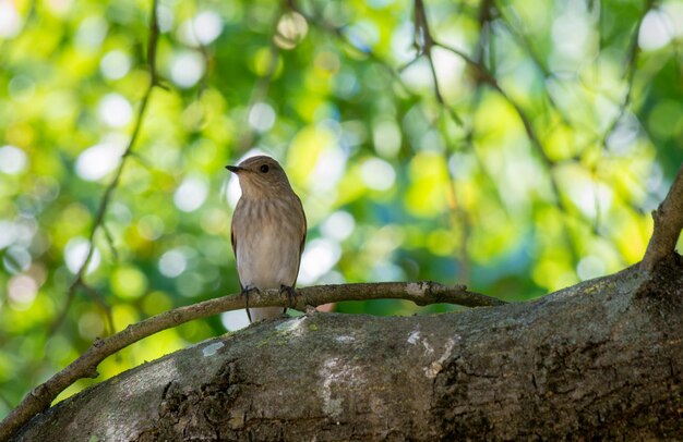 Spatz ruht auf einem Ast