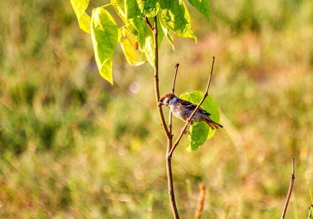 Spatz sitzt auf einem Ast