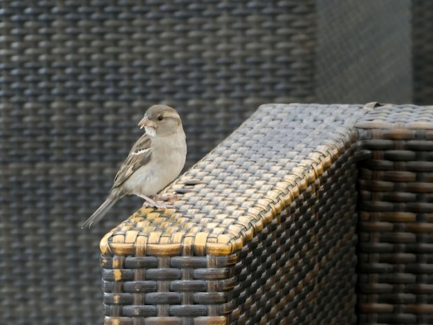 Spatz steht auf der Kante des Korbstuhls xA im Freien und sucht nach Nahrung