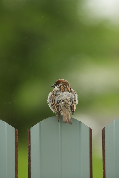 Spatz steht auf einem Zaun