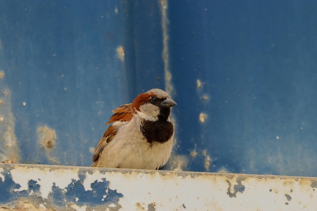 Spatz thront auf einem Dach eines Industriegebäudes