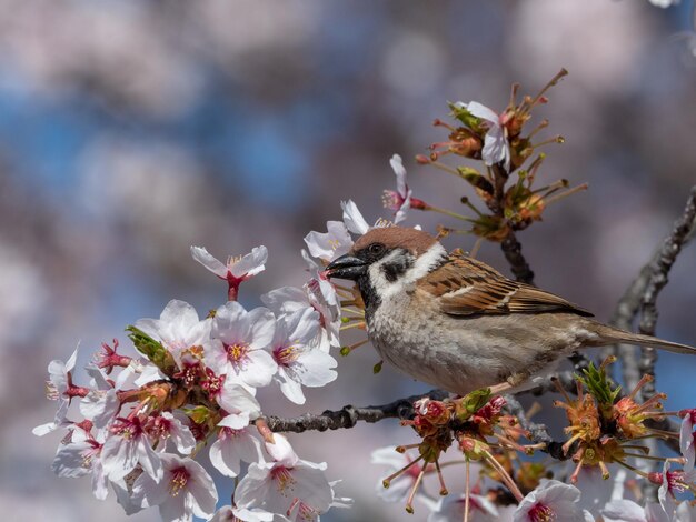 Foto spatz und kirschblüte