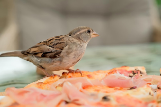 Spatzen essen Pizza in der Kaffeestraße, Vögel essen Pizza