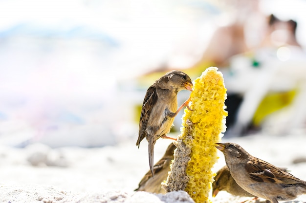 Spatzenvögel fressen Maispflanzensamen an einem sonnigen Strand. Müll wurde von Menschen weggeworfen