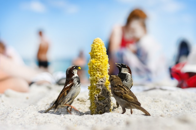 Spatzenvögel fressen Maispflanzensamen an einem sonnigen Strand. Müll wurde von Menschen weggeworfen