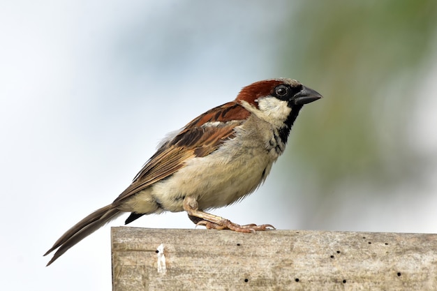 Spatzenvogel der alten Welt auf dem Bambus