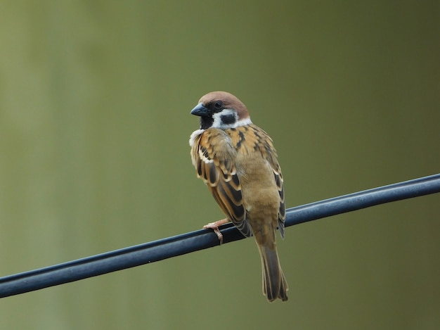 Spatzenvogel sitzt auf Kabel