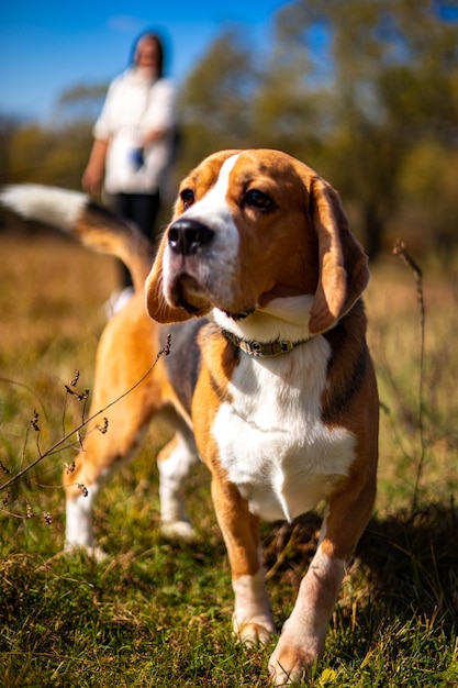 Spazieren Sie durch den Herbstwald mit leuchtend buntem Laub junger aktiver Beagle-Welpe, der in der Natur ruht ...