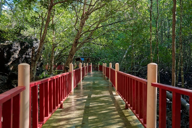 Spazieren Sie durch den Mangrovenwald in Asien.