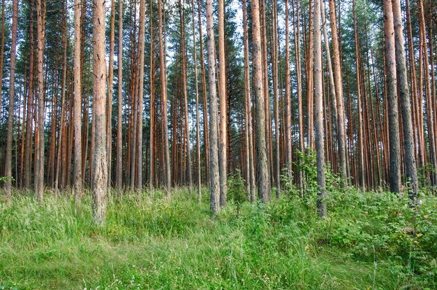 Spaziergang durch den Sommerwald