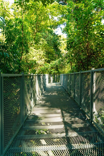 Spaziergang durch den Wald bei Canopy Walks im Queen Sirikit Botanic Garden Chiang Mai, Thailand