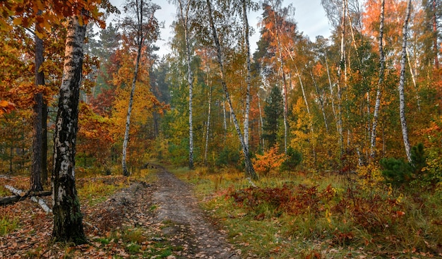 Spaziergang im Herbstwald. Herbstfarben. Herbstnebel. Herbstfarben