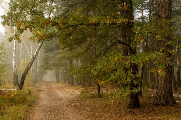 Spaziergang im Herbstwald. Herbstfarben. Herbstnebel. Melancholie.