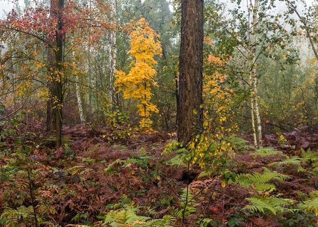 Spaziergang im Herbstwald. Herbstfarben. Herbstnebel. Melancholie.