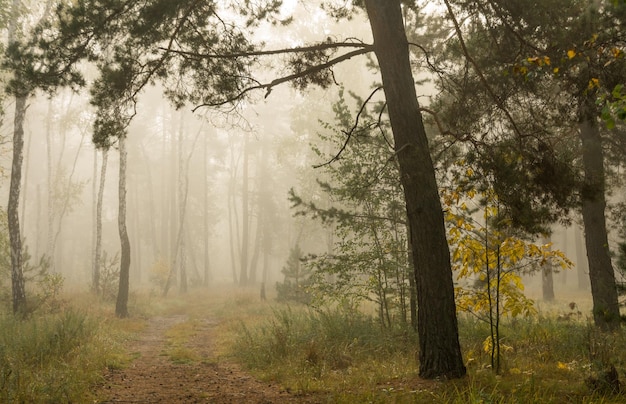 Spaziergang im Herbstwald. Herbstfarben. Herbstnebel. Melancholie.