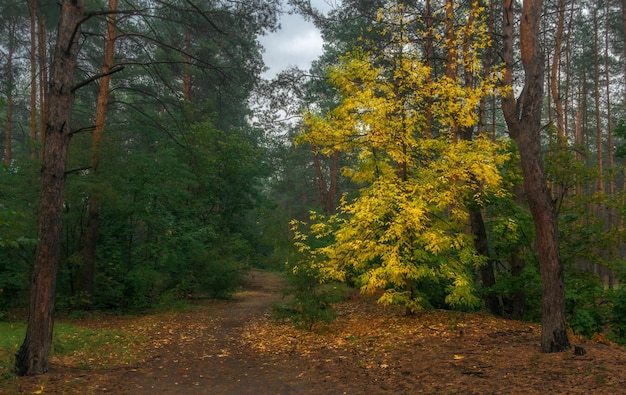 Spaziergang im Herbstwald. Herbstfarben. Herbstnebel.