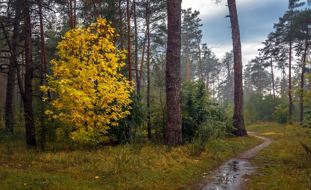 Spaziergang im Herbstwald. Herbstfarben. Herbstnebel.