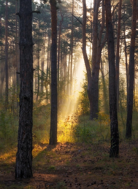 Spaziergang im sonnigen Wald. Sonnenstrahlen