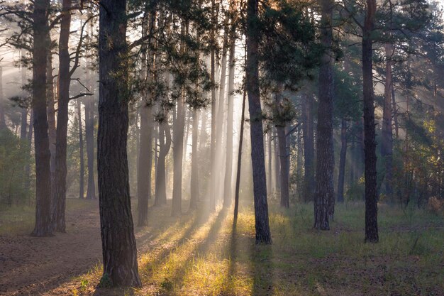 Spaziergang im sonnigen Wald. Sonnenstrahlen