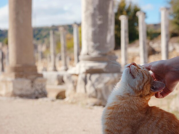 Foto spaziergang in antalya türkei auf warmen oktobernachmittag stadt perge cute rote katze im park