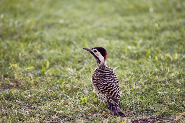 Specht hockte noch auf Gras